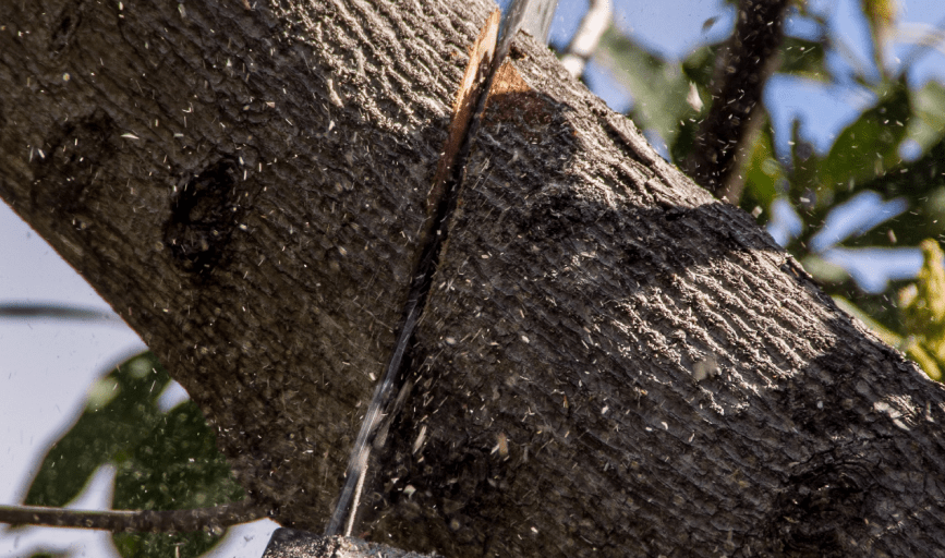 TREE TRIMMING